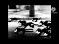 Pudgy Chased By Alley Cats Audio From The Jungle Book 1967