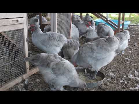 Lavender Orpington Chickens