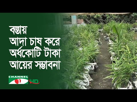 বস্তায় আদা চাষ