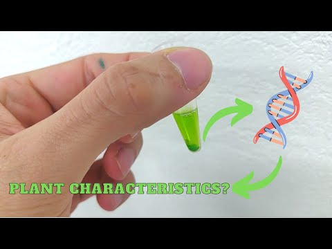 DNA Extraction and PCR Explained