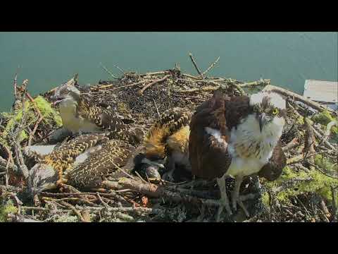 Osprey Chicks Close to Fledging | Hog Island Audubon Explore Highlights