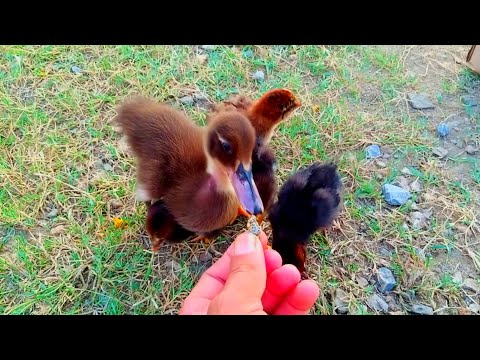duckling baby with hand feed|Very hungry my duckling cute baby|duck |pets life tv49