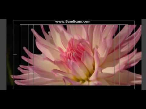 hasil rander Slide Transition in After Effects- Blooming flowers