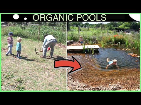 I Made a Tiny Natural Swimming Pool - Here's How