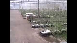 Lotta Biologica: Acari e Bombi