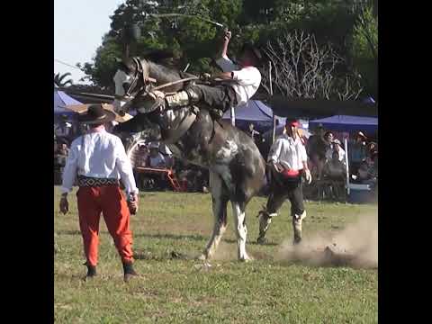 Monta en basto del Piluso Ordina en Nelson Santa Fe