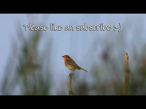 Rotkehlchen Gesang im Herbst