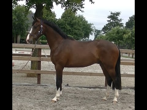 **SOLD**  'Ivanhoe' 3yrs. Top Dressage prospect KWPN by Desperado