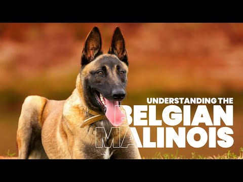 Ksdk Malinois