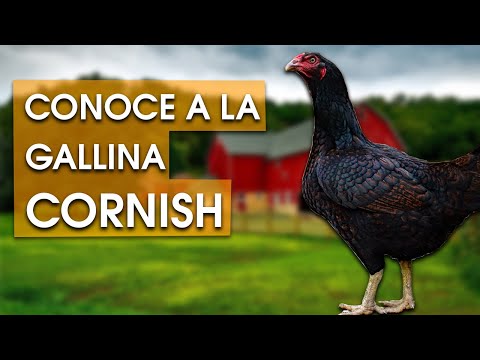 Gallina Cornish: 🐔 Características, temperamento , historia y más