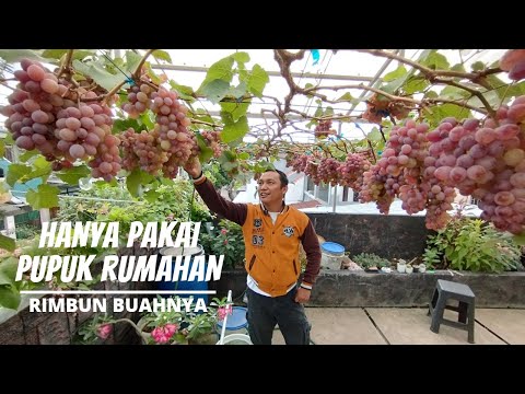Using Only Kitchen Waste Organic Fertilizer, Jupiter Grapes Produce Super Fertile Fruit