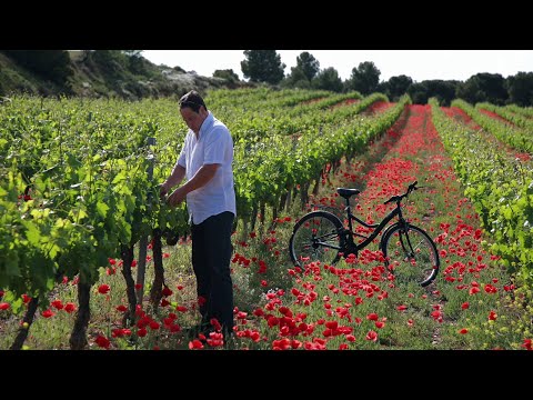 "Viva España" – Sechs Rotweine aus den schönsten Weinregionen in Spanien