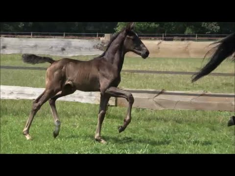 *2021 Hengst von Vitalis - Quantensprung