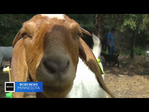 Need to get rid of your weeds? Why not hire some goats?