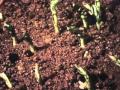 Classic Sesame Street Film Beans Growing