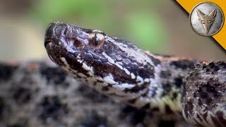 Pygmy Rattlesnake Strike!