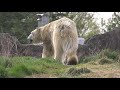 Detroit Zoo Saving Wildlife Polar Bear Conservation