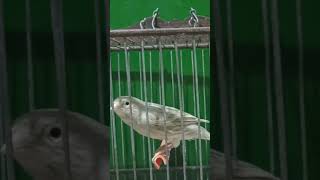 Download lagu panggilan kenari betina untuk jantan | kicau kenari | kicau kenari | kicau kenari betina mp3