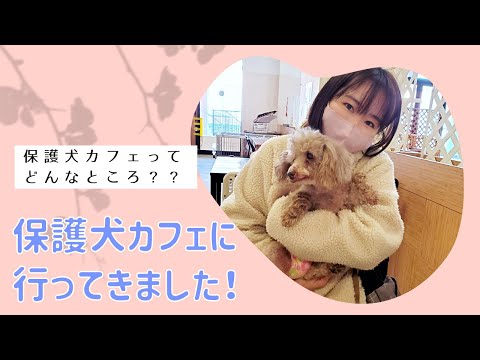 国際関係学科 保護犬カフェに行ってきました！
