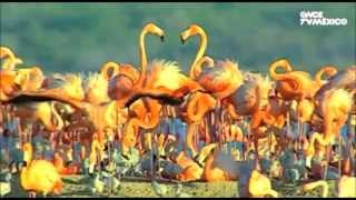 Flamingos Fly - Van Morrison