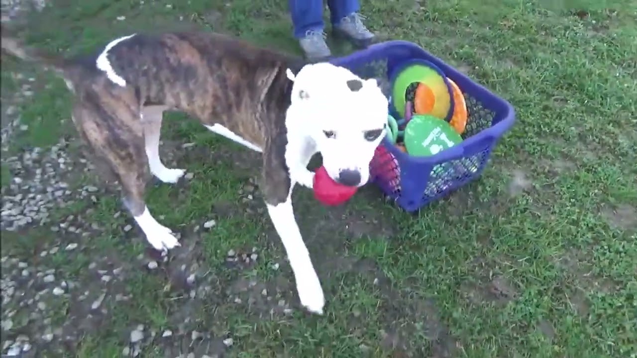 Enlarge Spot, a Adoptable Mixed Breed in Nashville, IN video 6/6