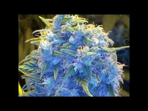 ★Nesternino Ft. Billy Bob Barky★ Backflash