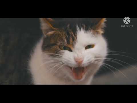 Watching the video will make your stomach ache with laughter😺😃