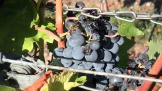 Bienen sammeln Traubensaft an Weinreben / Bees drinking grape juice