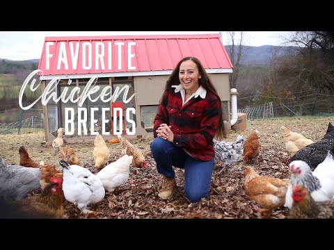 , title : 'My Favorite Chicken Breeds'