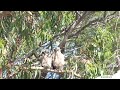 Great Horned Owl (Bubo Virginianus) Owlets