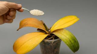 Sprinkle 1 spoon! Be amazed when dead orchids suddenly miraculously revive.