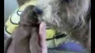 Download lagu Bochok and pup Hershey mp3 Download lagu Bochok and pup Hershey mp3