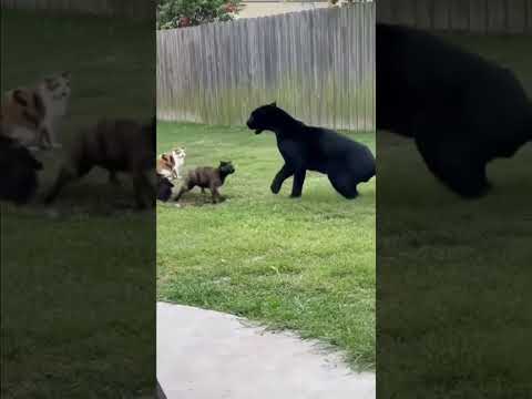 The Bravest Bodyguard Cat! Fights Off a Giant Panther to Protect Its Friend!#catshorts