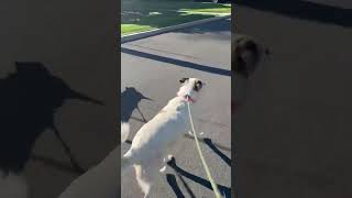 Video preview image #1 Anatolian Pyrenees Puppy For Sale in Boonton, NJ, USA
