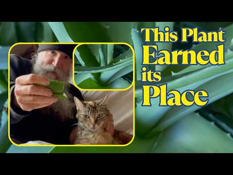 Growing Aloe in a Cold Climate | Why This Tropical Plant Is Worth It