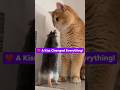 Mouse Kisses A Cat Then This Happened
