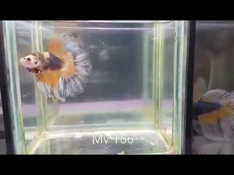 (MV-166) Yellow Fancy Butterfly Halfmoon Male Betta