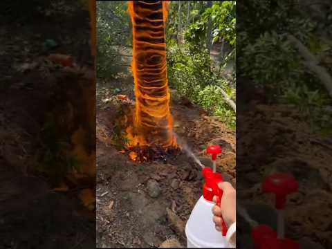 The agarwood tree could be considered one of the most severely tormented trees in the natural world!