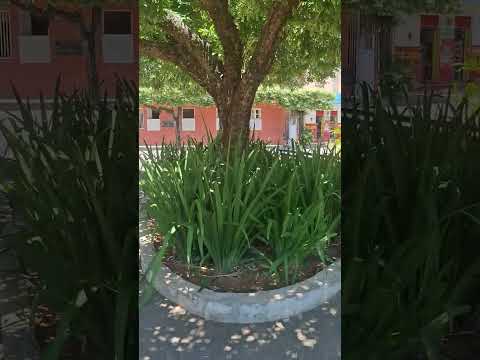 Praça da bandeira de nossa pequena #leopoldinamg 22/11/25