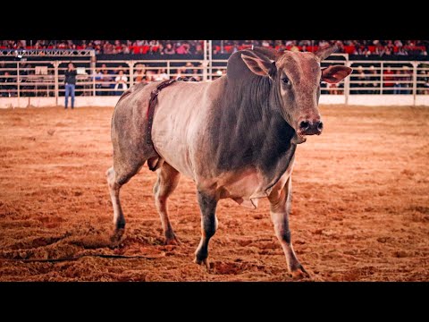 IBIRAREMA Rodeio Fest 2024 (QUINTA / MELHORES MOMENTOS)