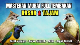Download lagu Masteran FULL Tembakan KASAR dan Tajam Kapas Tembak, Cililin, Cucak Jenggot, Cucak Cungkok mp3