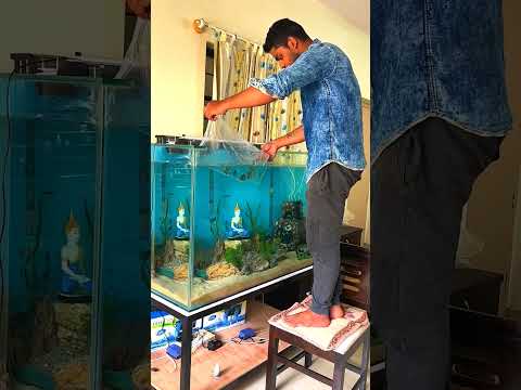 #sandfall #Planted tank, #Size 4/2/2.5 hight. #Dream fish tank