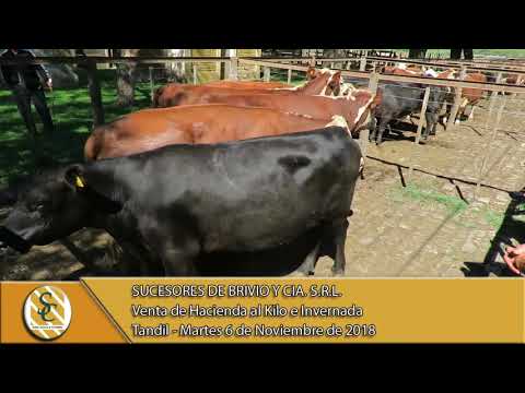 06-11-18 Venta de Hacienda al Kilo e Invernada - Suc. de Brivio y Cía. S.R.L. - Tandil