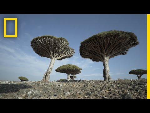 Dragon's Blood Trees of Socotra Are Endangered | National Geographic