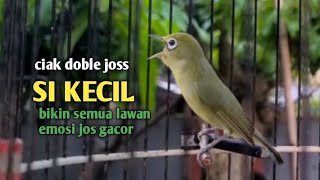 Download lagu CIAK CIAK DOBLE JOSS SI KECIL || BIKIN SEMUA KECIAL KUNING EMOSI JOSS GACOR|| @zgkicaulombok6363 mp3 Download lagu CIAK CIAK DOBLE JOSS SI KECIL || BIKIN SEMUA KECIAL KUNING EMOSI JOSS GACOR|| @zgkicaulombok6363 mp3