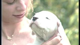 The Argentine Mastiff – Pet Dog Documentary English