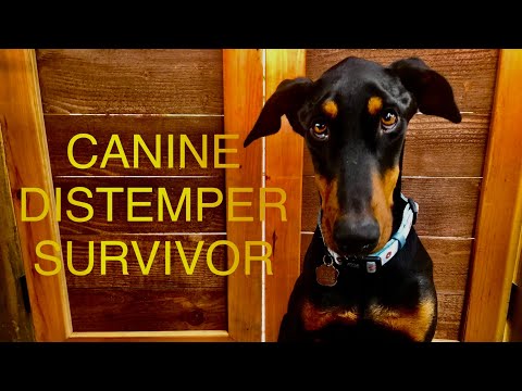 Canine distemper (SURVIVOR) (#166)