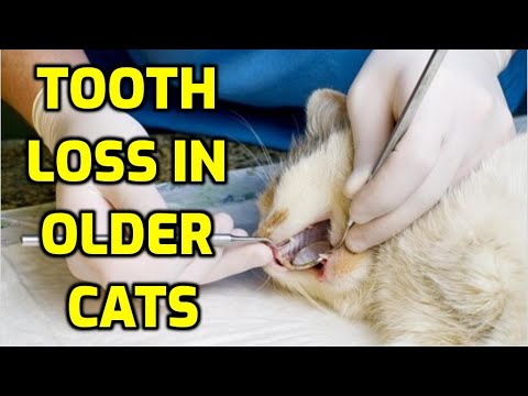 Do Senior Cats Lose Their Teeth?