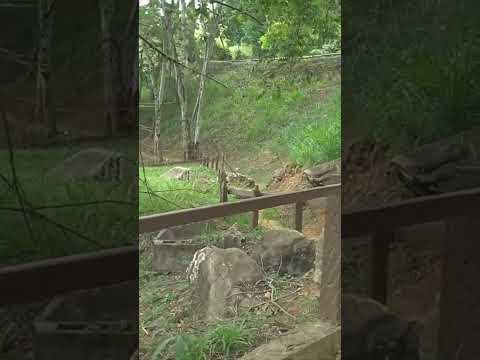 Entre a Cachoeira e a Estrada #natureza #paisagemnatural