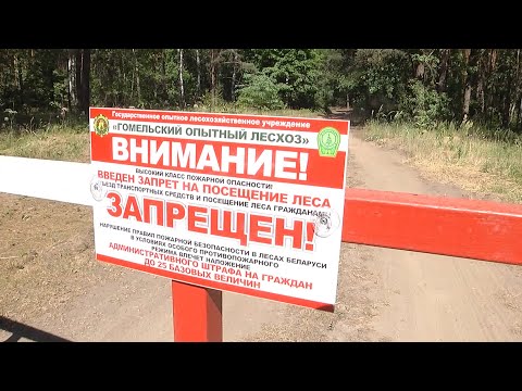 Запреты и ограничения на посещение лесов введены по всей Гомельской области видео